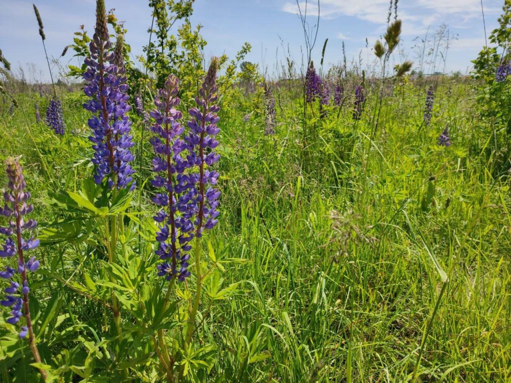 lyupinovie polya kiev