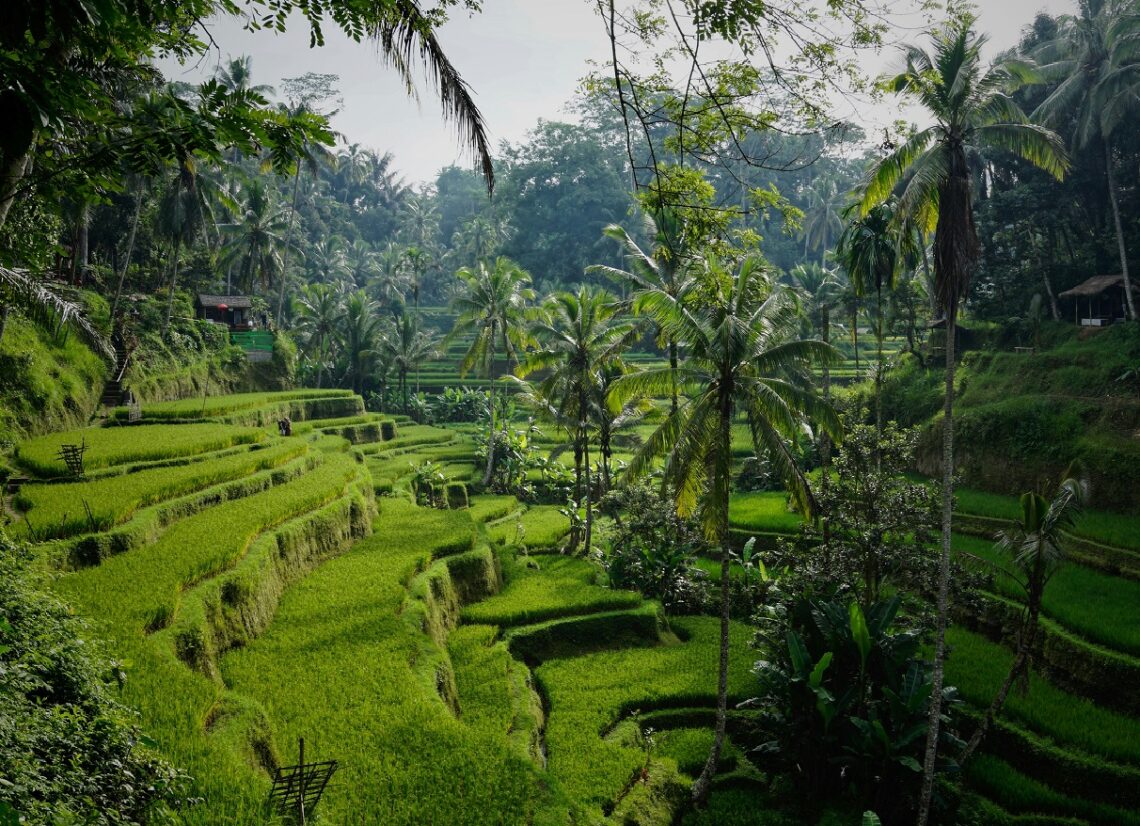 bali bez filtriv true life on magical island
